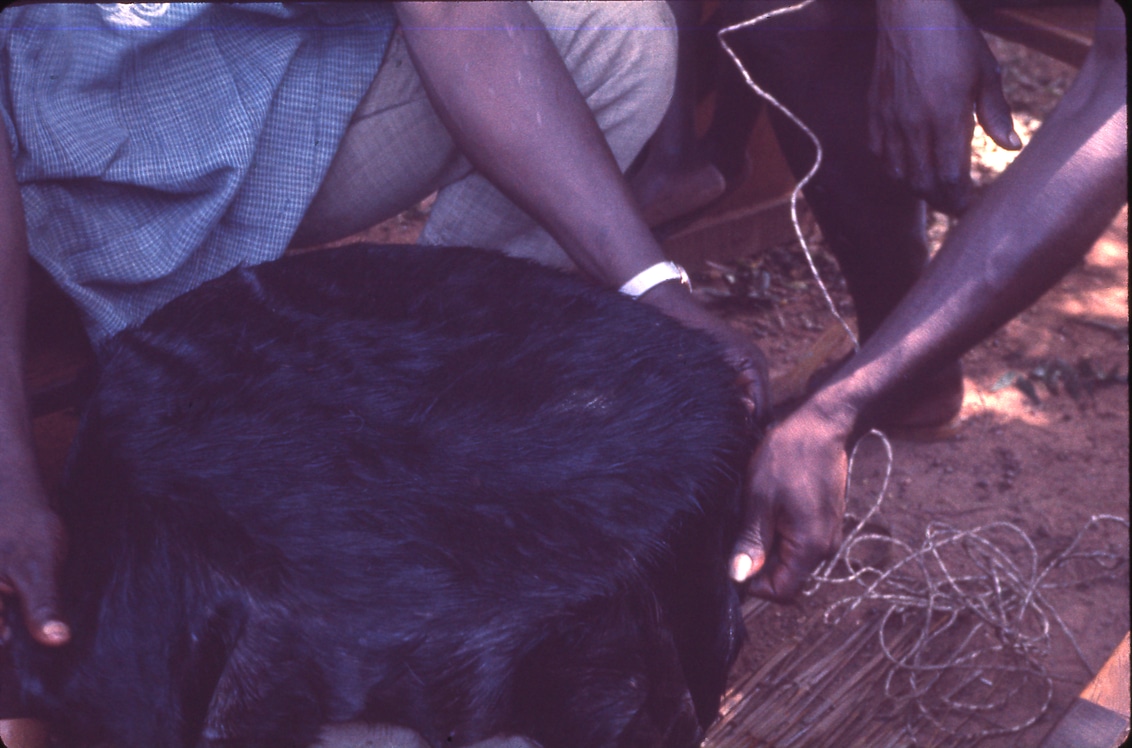 Fitting the skin on the mouth.