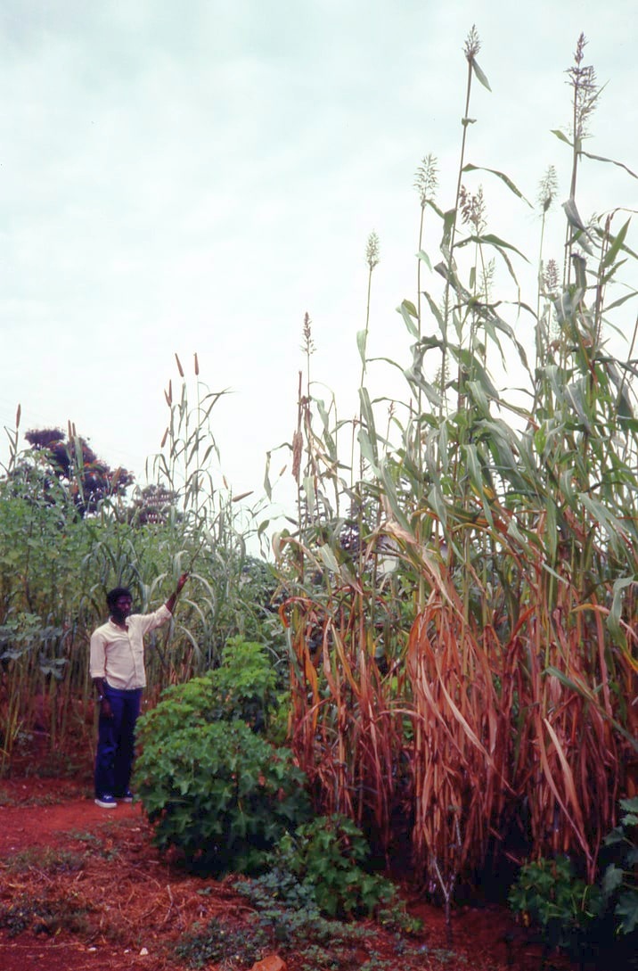 guinea corn