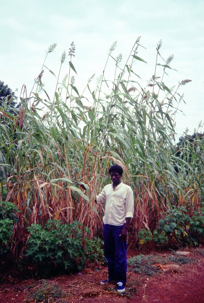 guinea corn