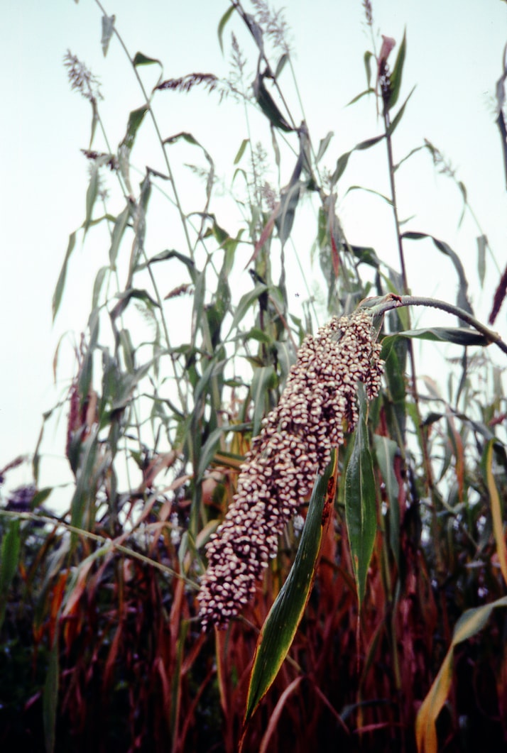 guinea corn