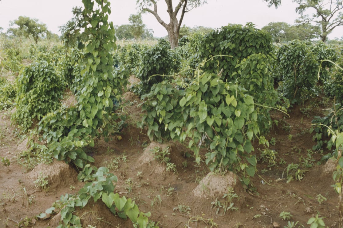 yam mounds