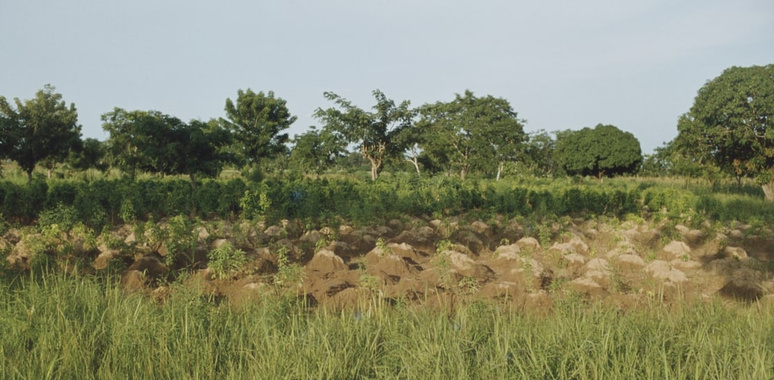 yam mounds